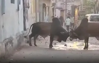 વડાલીમાં રખડતા આખલાઓનો ત્રાસ