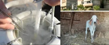 Banas Dairy એ વિકસાવ્યું દેશનું પ્રથમ સ્વદેશી સિમેન સેક્સ શોર્ટિંગ મશીન